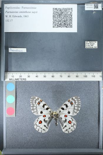 Media type: image;   Entomology 152370